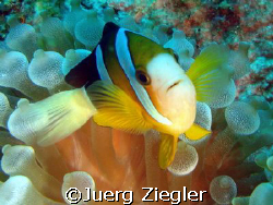Smiling Clownfish

Kapalai - Borneo - Sabah - Malaysia by Juerg Ziegler 